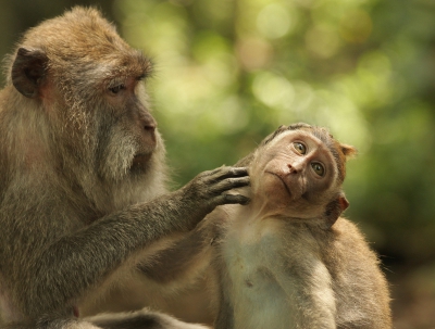 Grooming Macaque